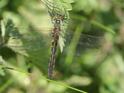 Somatochlora flavomaculata (Yellow-spotted Emerald) female 1.JPG